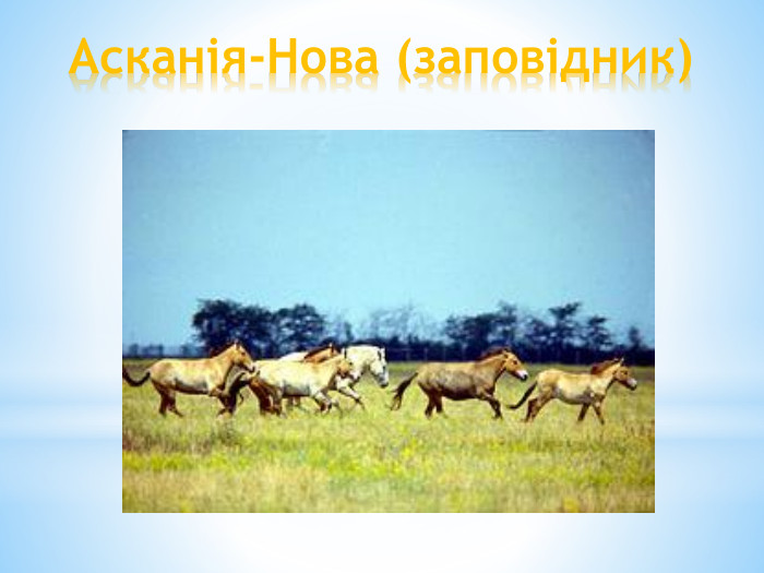 Асканія-Нова (заповідник)