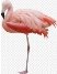 47 PNG, Птицы: Попугай, розовый Фламинго, белый Пеликан, радужный Тукан