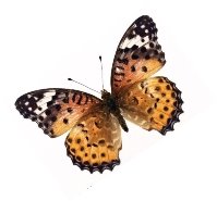 Картинки по запросу картинки метеликів