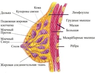 УЗИ молочных желез в медицинском центре "ЭНЭЛЬ - КЛИНИК" на Нахимовском проспекте. ЭНЭЛЬ-КЛИНИК