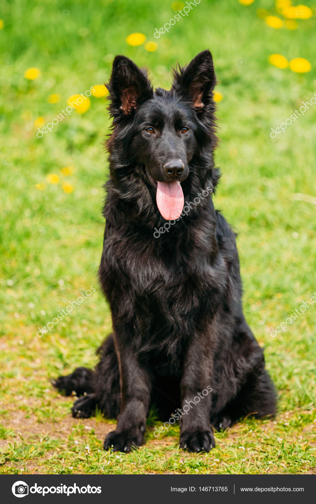 depositphotos_146713765-stock-photo-black-german-shepherd-dog-sit.jpg