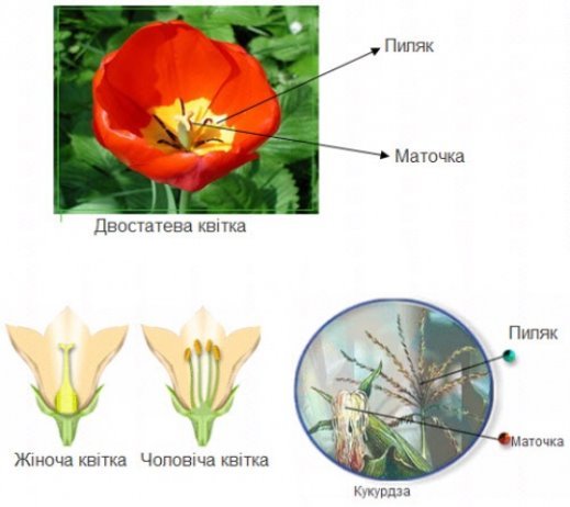 http://shalash.dp.ua/images/biology/59.jpg