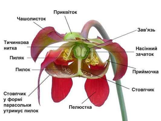 http://shalash.dp.ua/images/biology/58.jpg