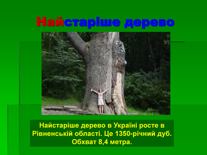 Найстаріше дерево Найстаріше дерево в Україні росте в  Рівненській області. Це 1350-річний дуб. Обхват 8,4 метра.  