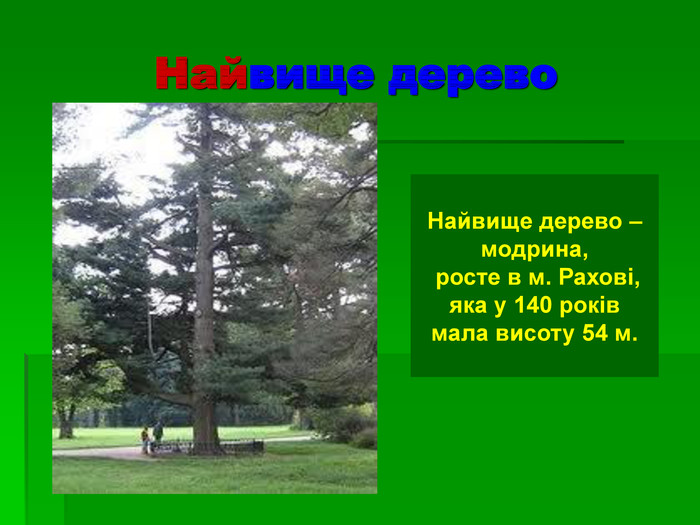 Найвище дерево  Найвище дерево –  модрина,  росте в м. Рахові, яка у 140 років мала висоту 54 м.  