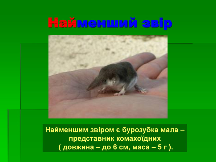 Найменший звір Найменшим звіром є бурозубка мала – представник комахоїдних  ( довжина – до 6 см, маса – 5 г ). 