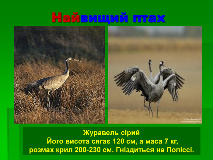 Найвищий птах Журавель сірий  Його висота сягає 120 см, а маса 7 кг,  розмах крил 200-230 см. Гніздиться на Поліссі. 