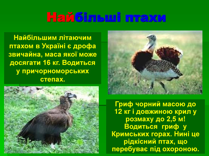 Найбільші птахи Найбільшим літаючим птахом в Україні є дрофа звичайна, маса якої може досягати 16 кг. Водиться  у причорноморських степах. Гриф чорний масою до 12 кг і довжиною крил у розмаху до 2,5 м! Водиться  гриф  у Кримських горах. Нині це рідкісний птах, що перебуває під охороною.  