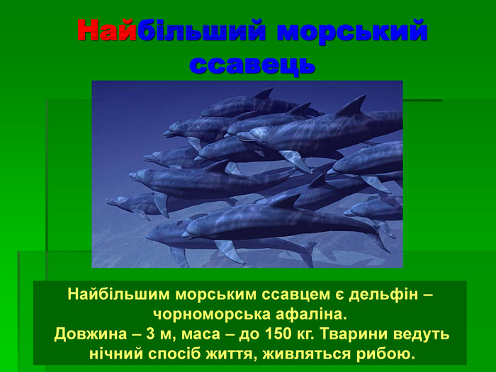 Найбільший морський  ссавець Найбільшим морським ссавцем є дельфін –  чорноморська афаліна.  Довжина – 3 м, маса – до 150 кг. Тварини ведуть  нічний спосіб життя, живляться рибою. 