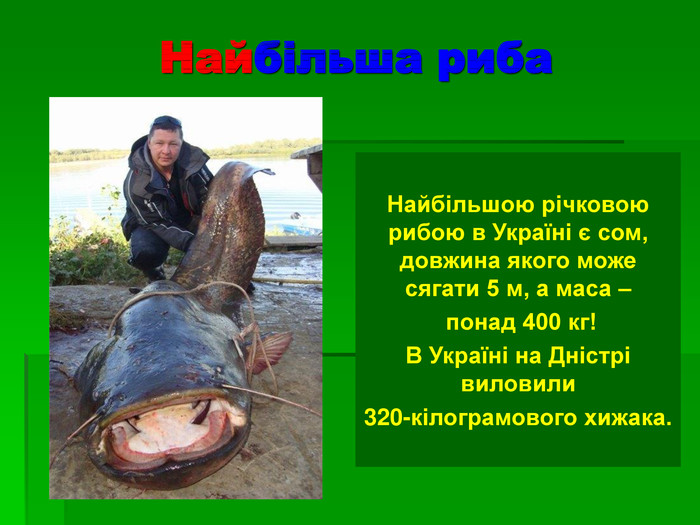 Найбільша риба  Найбільшою річковою рибою в Україні є сом, довжина якого може сягати 5 м, а маса –  понад 400 кг!  В Україні на Дністрі виловили  320-кілограмового хижака.  