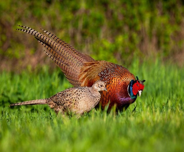 Разведение фазанов — просто, прибыльно, интересно. Виды, содержание,  питание. Фото — Ботаничка.ru