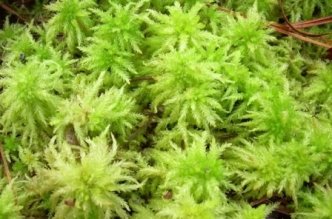 Что такое мох сфагнум и какие его свойства
