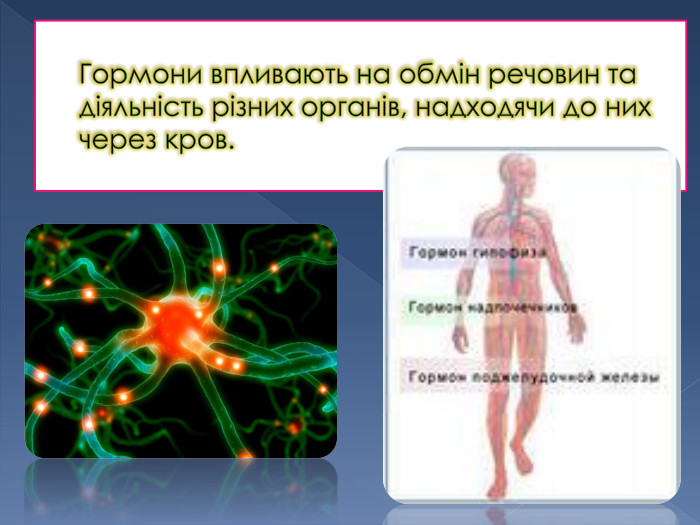 Гормони впливають на обмін речовин та діяльність різних органів, надходячи до них через кров. 