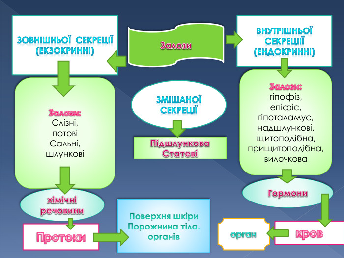Залози. Внутрішньої секреціії(ендокринні)Зовнішньої секреції(екзокринні)Змішаної секреціїЗалози:гіпофіз,епіфіс,гіпоталамус,надшлункові,щитоподібна,прищитоподібна,вилочкова. Залози: Слізні,потовіСальні,шлунковіПідшлункова. Статевіхімічні речовини. Гормони. Протокикроворган. Поверхня шкіри. Порожнина тіла. органів