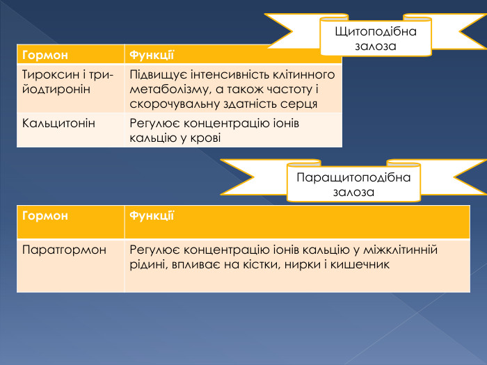 {F5 AB1 C69-6 EDB-4 FF4-983 F-18 BD219 EF322}Гормон. ФункціїТироксин і три-йодтиронін. Підвищує інтенсивність клітинного метаболізму, а також частоту і скорочувальну здатність серця. Кальцитонін. Регулює концентрацію іонів кальцію у крові{F5 AB1 C69-6 EDB-4 FF4-983 F-18 BD219 EF322}Гормон. ФункціїПаратгормон. Регулює концентрацію іонів кальцію у міжклітинній рідині, впливає на кістки, нирки і кишечник. Щитоподібна залоза. Паращитоподібна залоза