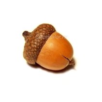 nuts-acorns.jpg