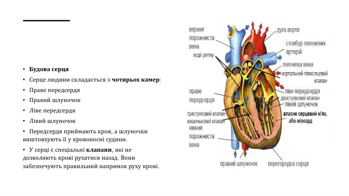 Будова серця. Серце людини складається з чотирьох камер: Праве передсердя. Правий шлуночок. Ліве передсердя. Лівий шлуночок. Передсердя приймають кров, а шлуночки виштовхують її у кровоносні судини. У серці є спеціальні клапани, які не дозволяють крові рухатися назад. Вони забезпечують правильний напрямок руху крові.