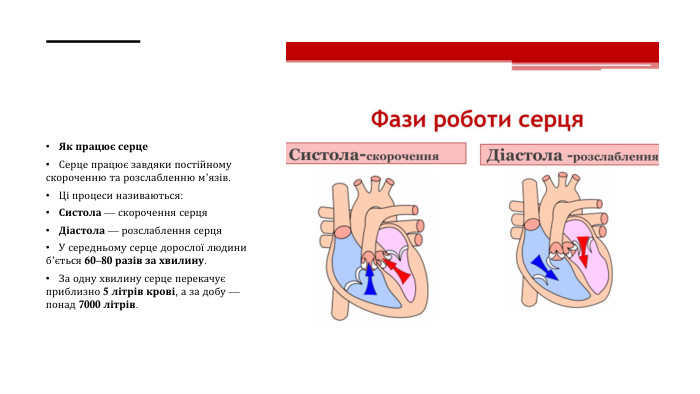 Як працює серце. Серце працює завдяки постійному скороченню та розслабленню м’язів. Ці процеси називаються: Систола — скорочення серця. Діастола — розслаблення серця. У середньому серце дорослої людини б’ється 60–80 разів за хвилину. За одну хвилину серце перекачує приблизно 5 літрів крові, а за добу — понад 7000 літрів.