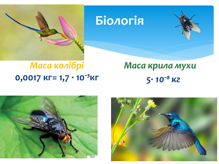  Біологія. Маса крила мухи 5∙ 10⁻⁸ кг. Маса кoлібрі 0,0017 кг= 1,7 ∙ 10⁻³кг