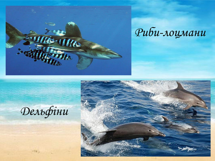 Риби-лоцмани Дельфіни