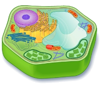 plant cell unlabeled.jpg