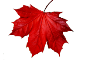 https://dennyflack.files.wordpress.com/2008/10/red-leaf.png