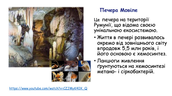 https://www.youtube.com/watch?v=CZJMy. K40 X_Q Печера Мовіле Це печера на території Румунії, що відома своєю унікальною екосистемою. Життя в печері розвивалось окремо від зовнішнього світу впродовж 5,5 млн років, і його основою є хемосинтез. Ланцюги живлення ґрунтуються на хемосинтезі метано- і сіркобактерій. 