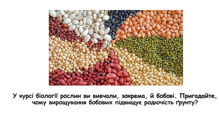 У курсі біології рослин ви вивчали, зокрема, й бобові. Пригадайте, чому вирощування бобових підвищує родючість ґрунту? 