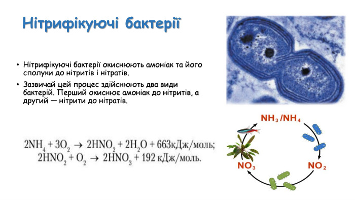 Нітрифікуючі бактеріїНітрифікуючі бактерії окиснюють амоніак та його сполуки до нітритів і нітратів. Зазвичай цей процес здійснюють два види бактерій. Перший окиснює амоніак до нітритів, а другий — нітрити до нітратів.