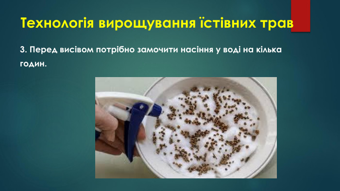 Технологія вирощування їстівних трав3. Перед висівом потрібно замочити насіння у воді на кількагодин.
