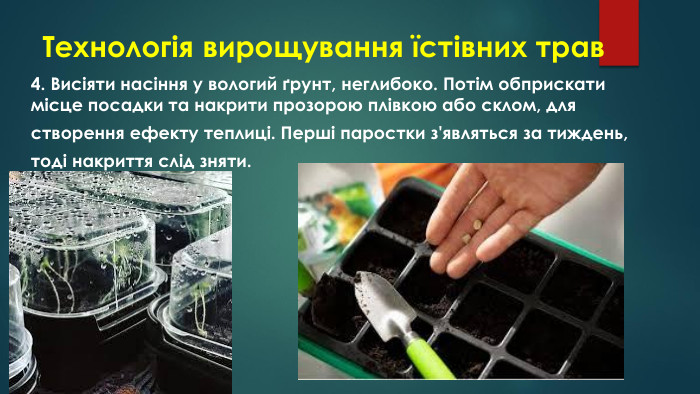 Технологія вирощування їстівних трав4. Висіяти насіння у вологий ґрунт, неглибоко. Потім обприскати місце посадки та накрити прозорою плівкою або склом, длястворення ефекту теплиці. Перші паростки з'являться за тиждень,тоді накриття слід зняти.