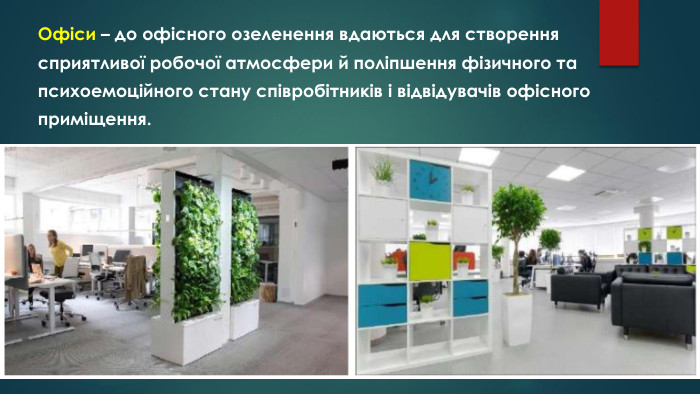 Офіси – до офісного озеленення вдаються для створеннясприятливої робочої атмосфери й поліпшення фізичного тапсихоемоційного стану співробітників і відвідувачів офісногоприміщення.