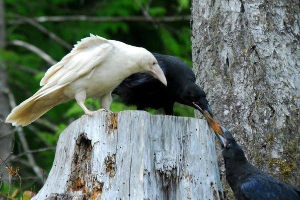 Ворона-альбинос. картинки, приколы, птицы, вороны