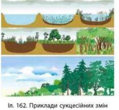 Екосистеми та їхня стабільність » mozok.click