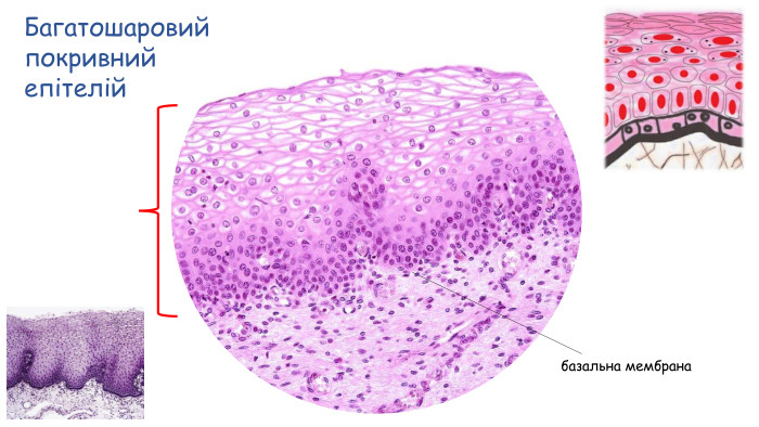 Багатошаровий покривнийепітелійбазальна мембрана