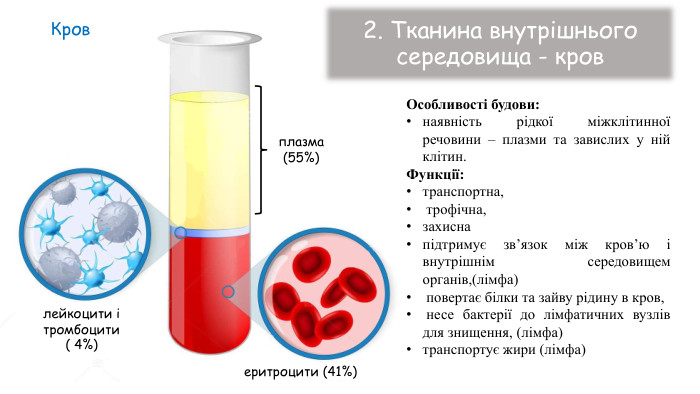 плазма(55%)лейкоцити ітромбоцити( 4%)еритроцити (41%)Кров2. Тканина внутрішнього середовища - кров. Особливості будови: наявність рідкої міжклітинної речовини – плазми та завислих у ній клітин. Функції:транспортна, трофічна, захисна підтримує зв’язок між кров’ю і внутрішнім середовищем органів,(лімфа) повертає білки та зайву рідину в кров, несе бактерії до лімфатичних вузлів для знищення, (лімфа)транспортує жири (лімфа)