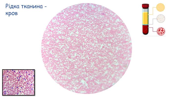 Рідка тканина - кров