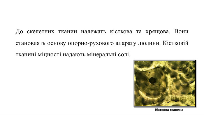 До скелетних тканин належать кісткова та хрящова. Вони становлять основу опорно-рухового апарату людини. Кістковій тканині міцності надають мінеральні солі. Кісткова тканина