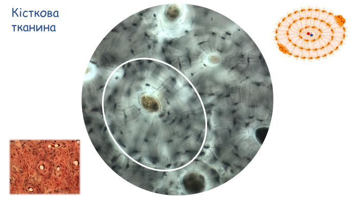 Кістковатканина