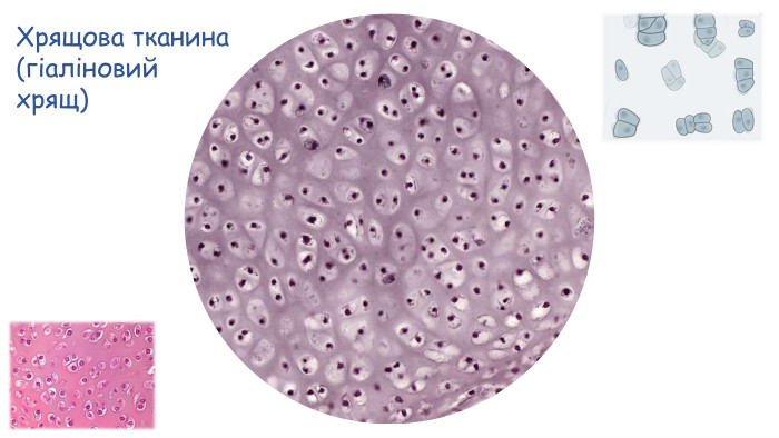 Хрящова тканина(гіаліновийхрящ)