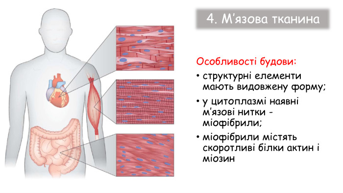 Особливості будови:структурні елементи мають видовжену форму;у цитоплазмі наявні м’язові нитки - міофібрили;міофібрили містять скоротливі білки актин і міозин4. М’язова тканина