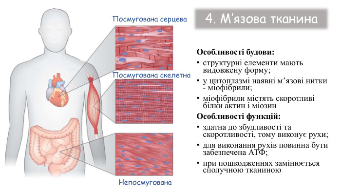 Особливості будови:структурні елементи мають видовжену форму;у цитоплазмі наявні м’язові нитки - міофібрили;міофібрили містять скоротливі білки актин і міозин. Особливості функцій:здатна до збудливості та скоротливості, тому виконує рухи;для виконання рухів повинна бути забезпечена АТФ;при пошкодженнях замінюється сполучною тканиною4. М’язова тканина. Посмугована серцева. Посмугована скелетна. Непосмугована