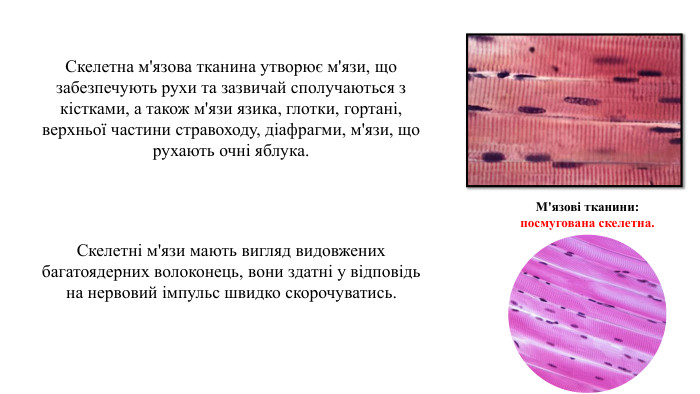 07.09.2025 СьогодніСкелетна м'язова тканина утворює м'язи, що забезпечують рухи та зазвичай сполучаються з кістками, а також м'язи язика, глотки, гортані, верхньої частини стравоходу, діафрагми, м'язи, що рухають очні яблука. Скелетні м'язи мають вигляд видовжених багатоядерних волоконець, вони здатні у відповідь на нервовий імпульс швидко скорочуватись. М'язові тканини:посмугована скелетна.