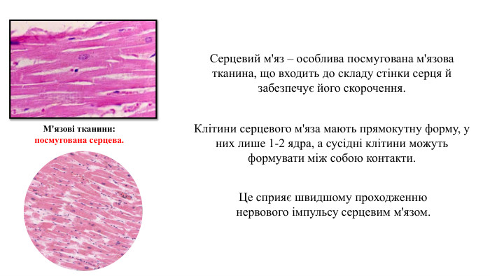 07.09.2025 СьогодніСерцевий м'яз – особлива посмугована м'язова тканина, що входить до складу стінки серця й забезпечує його скорочення. Клітини серцевого м'яза мають прямокутну форму, у них лише 1-2 ядра, а сусідні клітини можуть формувати між собою контакти. Це сприяє швидшому проходженню нервового імпульсу серцевим м'язом. М'язові тканини:посмугована серцева.