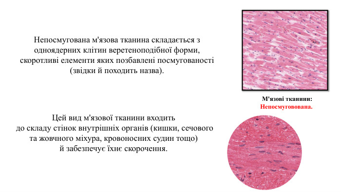 07.09.2025 СьогодніНепосмугована м'язова тканина складається з одноядерних клітин веретеноподібної форми, скоротливі елементи яких позбавлені посмугованості (звідки й походить назва). Цей вид м'язової тканини входить до складу стінок внутрішніх органів (кишки, сечового та жовчного міхура, кровоносних судин тощо) й забезпечує їхнє скорочення. М'язові тканини: Непосмуговована. 