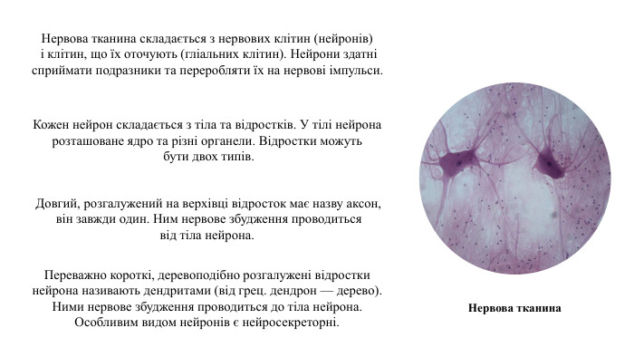 Нервова тканина складається з нервових клітин (нейронів) і клітин, що їх оточують (гліальних клітин). Нейрони здатні сприймати подразники та переробляти їх на нервові імпульси. Кожен нейрон складається з тіла та відростків. У тілі нейрона розташоване ядро та різні органели. Відростки можуть бути двох типів. Довгий, розгалужений на верхівці відросток має назву аксон, він завжди один. Ним нервове збудження проводиться від тіла нейрона. Переважно короткі, деревоподібно розгалужені відростки нейрона називають дендритами (від грец. дендрон — дерево). Ними нервове збудження проводиться до тіла нейрона. Особливим видом нейронів є нейросекреторні. Нервова тканина