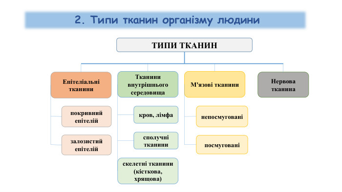 ТИПИ ТКАНИНЕпітеліальнітканинипокривнийепітелійзалозистийепітелій. Тканинивнутрішньогосередовищакров, лімфасполучнітканини. М'язові тканини непосмугованіпосмугованіНервова тканинаскелетні тканини(кісткова, хрящова) 2. Типи тканин організму людини