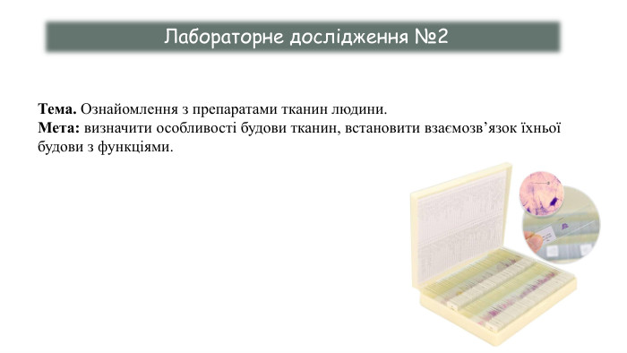  Лабораторне дослідження №2 Тема. Ознайомлення з препаратами тканин людини. Мета: визначити особливості будови тканин, встановити взаємозв’язок їхньої будови з функціями. 