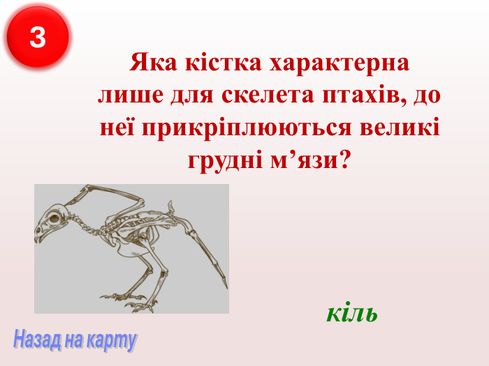 Яка кістка характерна лише для скелета птахів, до неї прикріплюються великі грудні м’язи? кіль 3 