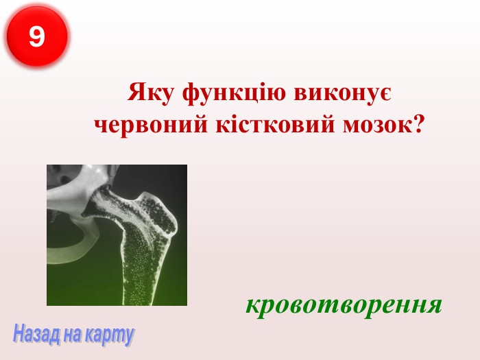 Яку функцію виконує червоний кістковий мозок? кровотворення 9 